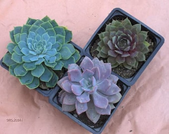 Succulent Rosette Plants -  Succulent Wedding Favors, 4 in Potted Succulent Rosette Shaped, Bouquets -3 Gorgeous rosette shaped succulents
