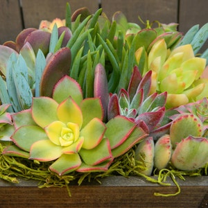 Easter Tabletop Gift, Easter Succulent Centerpiece, Easter Floral Gift , Springtime Succulent Tabletop Succulent Wedding Centerpieces image 3