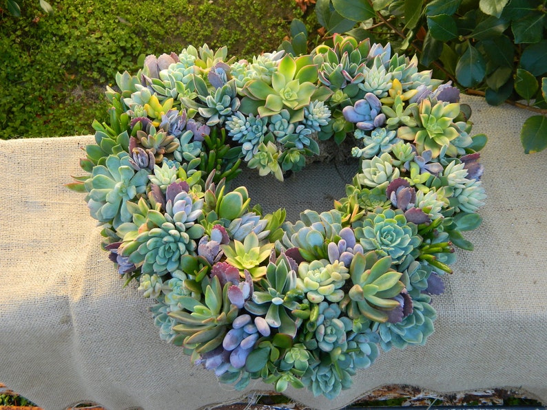 Succulent Wreath, Heart Shaped Succulent Wreath, Valentines Day Wreath, Valentines Day Gift, Wedding Table, Housewarming Gift image 1