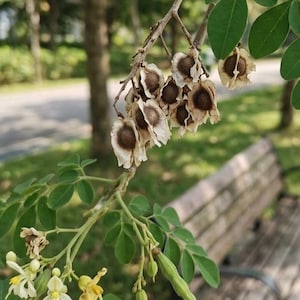 May include: A moringa tree branch featuring small, oval-shaped green leaves, clusters of delicate white and yellow flowers, and several dry, papery, light brown seed pods containing round seeds, all hanging from a thin, woody stem.