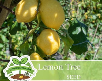 Lemon Fruit Tree Seeds 35 Count | Aromatic Edible Plant for Beginners