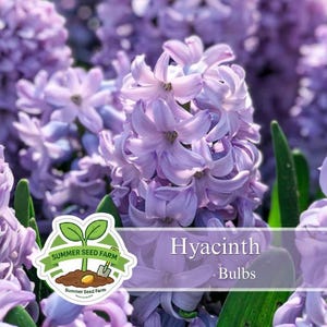 May include: Close-up of a cluster of light purple hyacinth flowers in full bloom. The image features a vibrant display of the flowers with green leaves. The text "Hyacinth Bulbs" is displayed on a purple background.