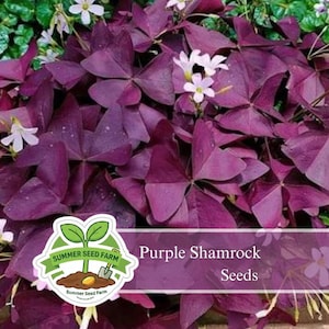 Shamrock Indoor Plant - Etsy