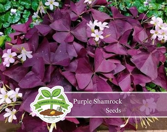 30 Purple Shamrock Bulbs | Oxalis Triangularis | False Shamrock | Indoor Outdoor Plant | Deep Purple Foliage