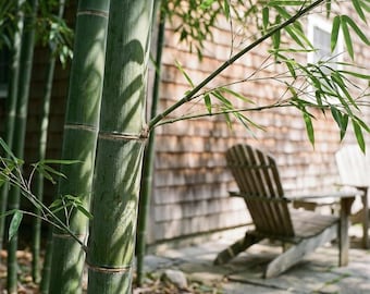 200 semillas de bambú: hierba ornamental alta para setos, paisajismo y macetas.