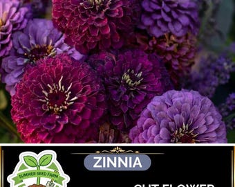 Random Zinnia Seeds 200 Pack | Assorted Color Zinnia, Long Lasting Cut Flowers, Easy to Grow for Patio & Garden