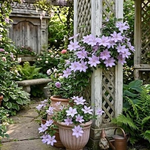 May include: A serene garden scene featuring a weathered white trellis adorned with climbing purple flowers. Terra cotta pots overflow with more purple blooms, set against a backdrop of lush greenery, stone pathways, and a rustic wooden structure.