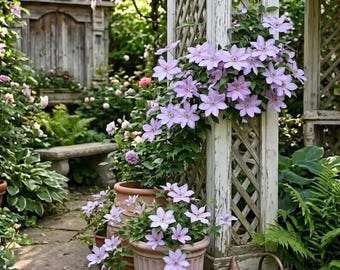 300 semillas de clemátide / Enredadera mixta para pérgolas, vallas, balcones y jardines de sombra.