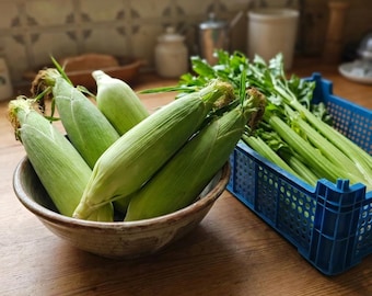 100 semillas de maíz, semillas de hortalizas de primavera y verano, jardinería agrícola, siembra directa en el suelo.