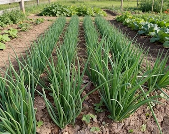 2000 semillas de cebolla verde, de germinación rápida para cultivar cebolletas en casa, aptas para uso en interiores y exteriores.