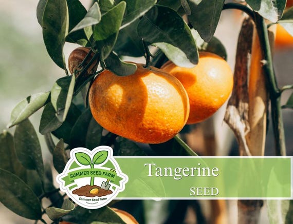 Mandarin Orange Seeds for Planting | Sweet Citrus Fruit Garden Seeds