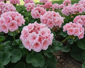 100 semillas de geranio / Flores fáciles de cultivar que aman el sol, ideales para principiantes.