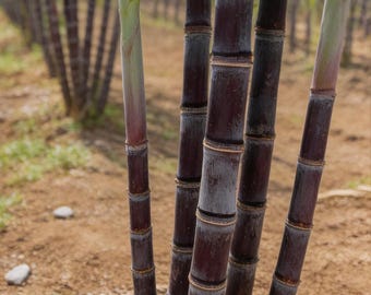 Semillas de hierba de caña de azúcar, 1000 unidades / Planta tropical resistente para jardín y cultivo de plantas exóticas