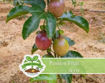 May include: A close-up of a passion fruit plant with green leaves and several passion fruits in various stages of ripeness. The fruits range in color from green to red. The image includes the text "Passion Fruit SEED".