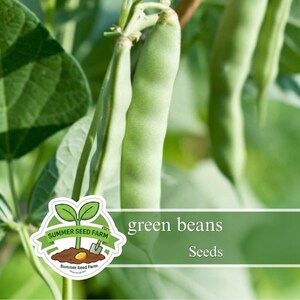 May include: Close-up of fresh green beans growing on a vine, with large green leaves in the background. The image includes a logo that says "Summer Seed Farm" and the words "green beans Seeds".