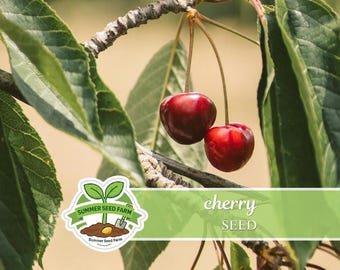 May include: Two ripe, glossy red cherries hang from a thin stem attached to a branch with green leaves. A logo for Summer Seed Farm is visible in the lower left corner, and the text cherry SEED is printed on a light green horizontal banner.