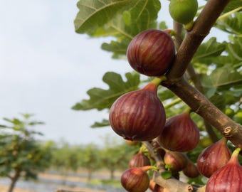 Semillas de higo (100 unidades) / Fruto jugoso y comestible para cosecha casera