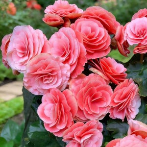 May include: Close-up of a cluster of pink begonia flowers. The flowers have multiple layers of soft, delicate petals in shades of pink and coral. Dark green leaves provide a contrasting backdrop to the vibrant blooms. The flowers are in full bloom.
