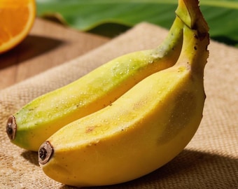 Semillas de plátano (100 unidades) / Planta de fácil cultivo para principiantes