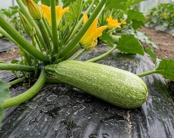 50 semillas de calabacín para plantar en el huerto doméstico, semillas de calabaza de verano para cultivo en exteriores y en macetas.