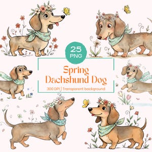 May include: A digital collection of 25 PNG files featuring illustrations of brown dachshund dogs wearing floral crowns and light blue polka dot neckerchiefs, surrounded by flowers and butterflies, with the text Spring Dachshund Dog 300 DPI.