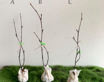 Árbol de vivero en estado latente a su elección para jardín de casa de muñecas a escala 1:12