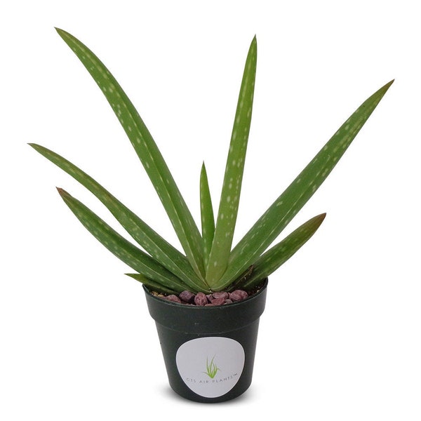 Aloe Vera Aloe Barbadensis Large 5"-6"+ Aloe in 2" Pot