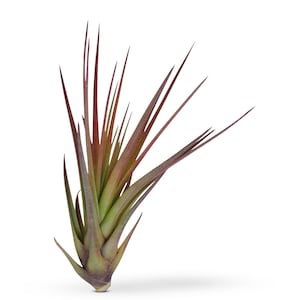 Tillandsia Tricolor Melanocrater Air plants image 1