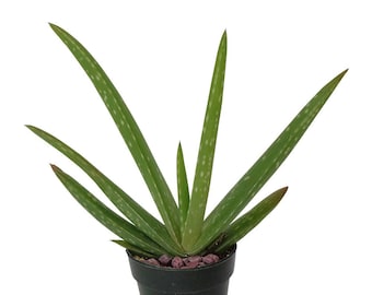 Aloe Vera Aloe Barbadensis Large 5"-6"+ Aloe in 2" Pot