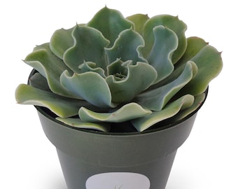 Echeveria Glauca Blue Rose Succulents