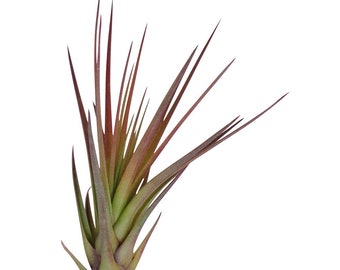 Tillandsia Tricolor Melanocrater Air plants