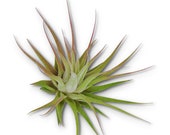 Small Tillandsia Ionantha Guatemala Air Plants
