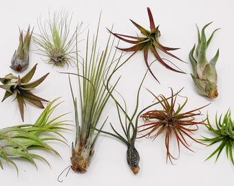 SALE 10 Pack Assorted Tillandsia-Easy Care Collection