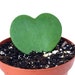 see more listings in the Succulents/Mesembs section