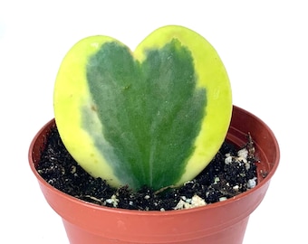 Sweet Heart Houseplant Hoya Kerrii Variegata
