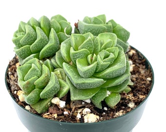 Tillandsia Ionantha Hedgehog Rare Air Plants - Etsy