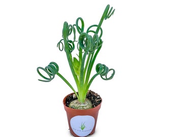 Albuca Spiralis Frizzle Sizzle Succulent