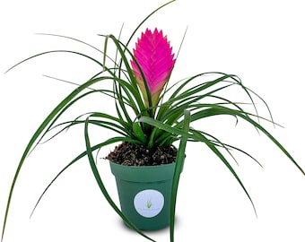 Large Tillandsia Cyanea Pink Quill Air Plants House Plants in 4" Pot