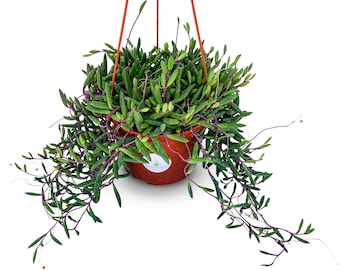 Large String of Pickles Succulents in 6" Hanging Pot Othonna Capensis  FREE SHIPPING