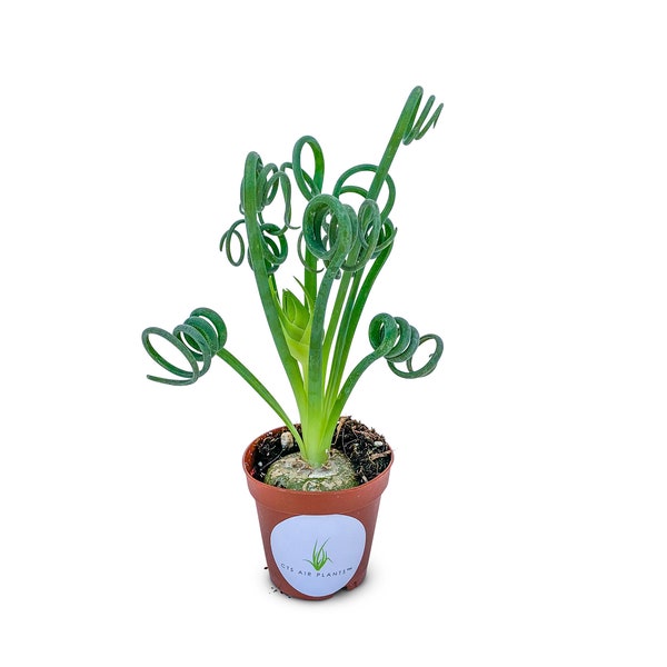 Albuca Spiralis Frizzle Sizzle Succulent