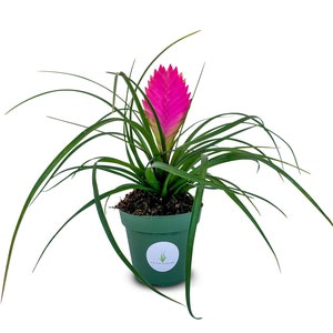 Large Tillandsia Cyanea Pink Quill Air Plants House Plants in 4 Pot image 1