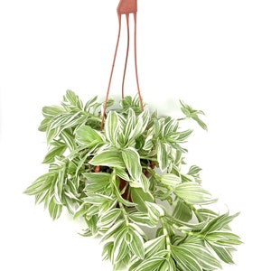 Tradescantia Pistachio White Easy Care Houseplants