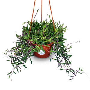 Large String of Pickles Succulents in 6&quot; Hanging Pot Othonna Capensis