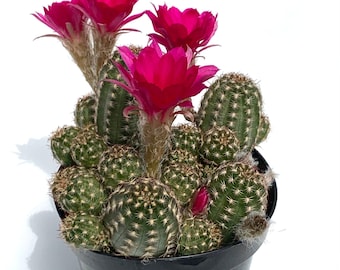 Rose Quartz Peanut Cactus Chamaelobivia