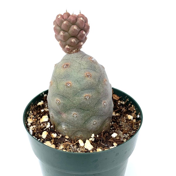 Pine Cone Cactus Tephrocactus Articulatus var Inermis