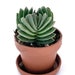 see more listings in the Succulents/Mesembs section