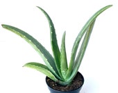 Live Aloe Vera Succulent Aloe Barbadensis Large 8 quot -12 quot Aloe FREE SHIPPING