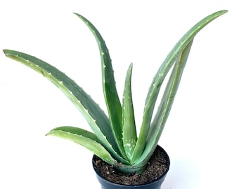 Live Aloe Vera Plant, Aloe Barbadensis (8-12 inch, 4" Pot)