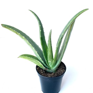 Live Aloe Vera Succulent Aloe Barbadensis Large 8"-12"+ Aloe FREE SHIPPING