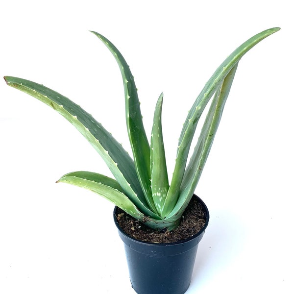 Live Aloe Vera Succulent Aloe Barbadensis Large 8"-12"+ Aloe FREE SHIPPING